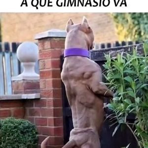 Meet your Posher, Rafael